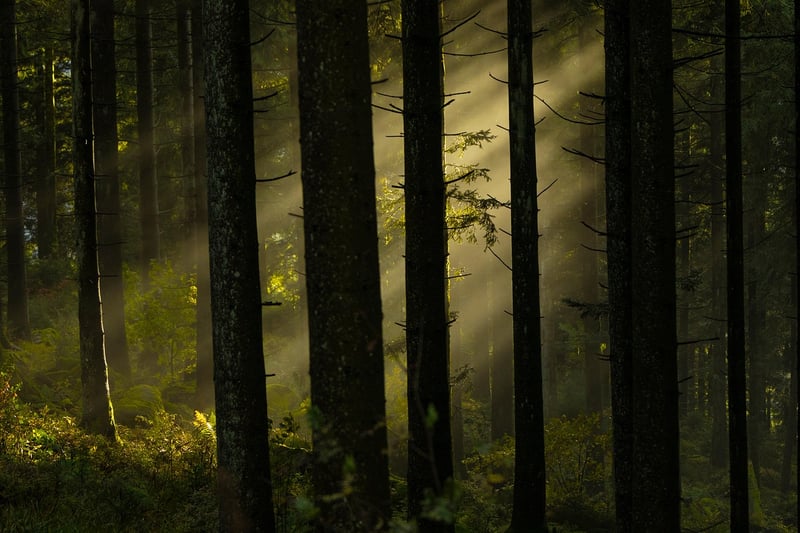 Mystical Woodland Receptions